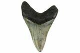 Fossil Megalodon Tooth - North Carolina #161443-1